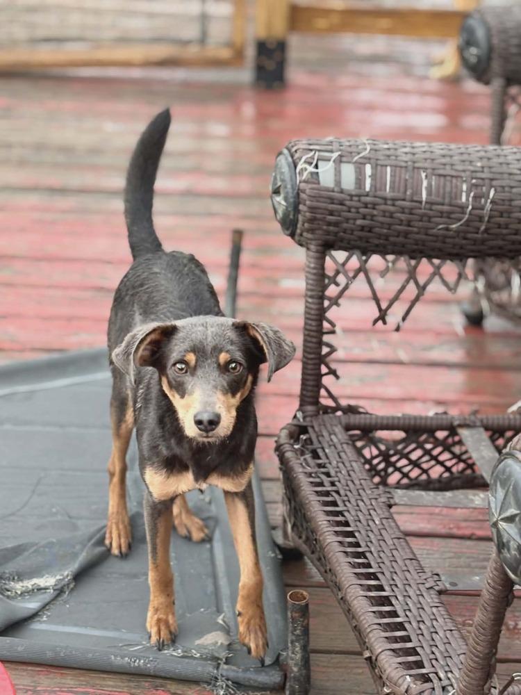 Randy, Adoptable, Adult Male Miniature Pinscher.