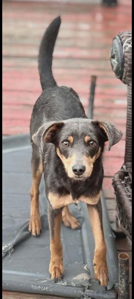 Randy, a Adopted Miniature Pinscher in Statesville, NC image 3/4