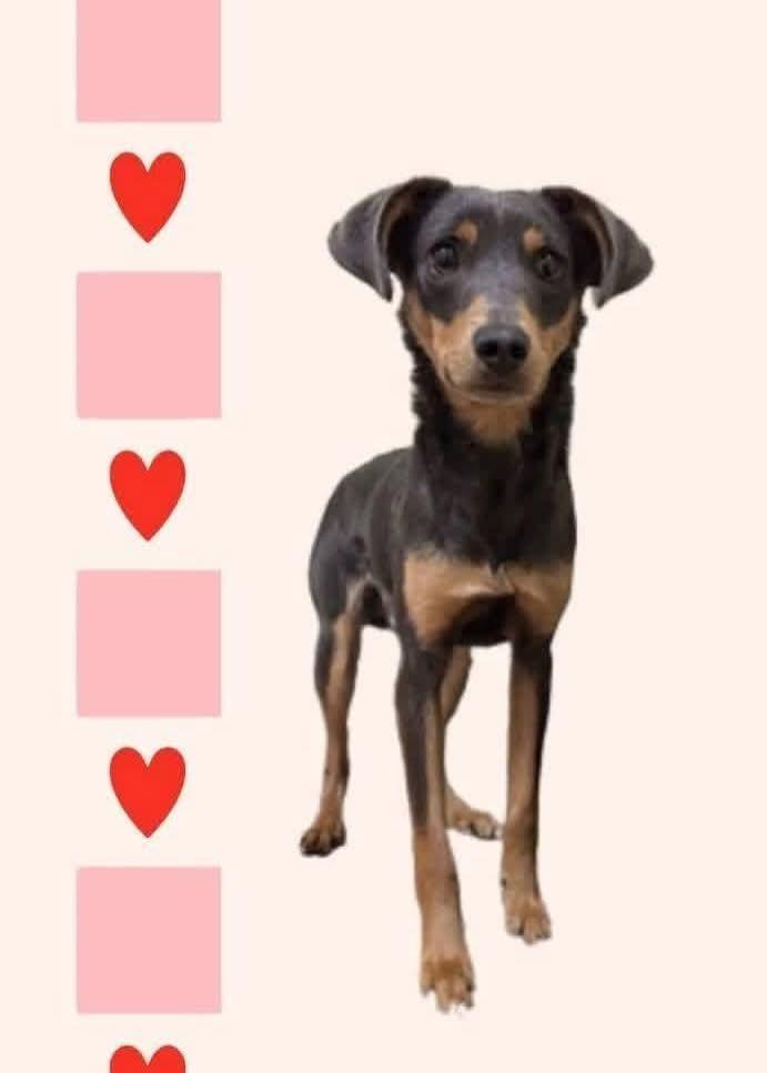 Enlarge Randy, a Adopted Miniature Pinscher in Statesville, NC image 2/2