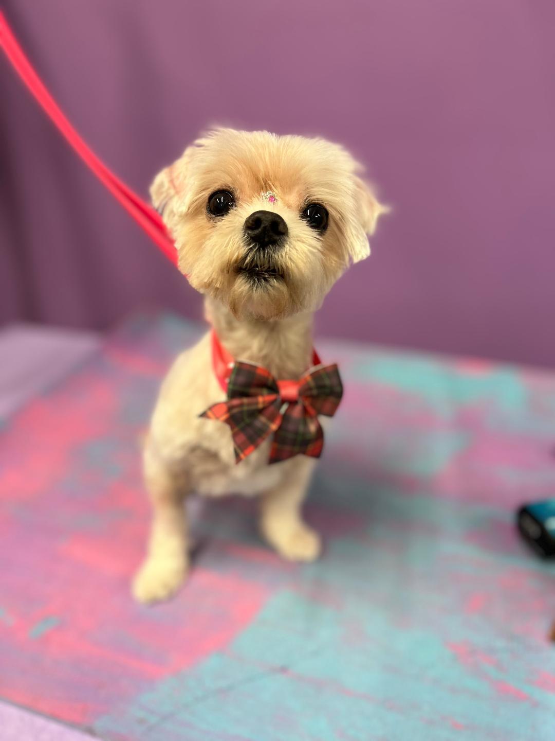 Lucy, Adoptable, Senior Female Maltese.