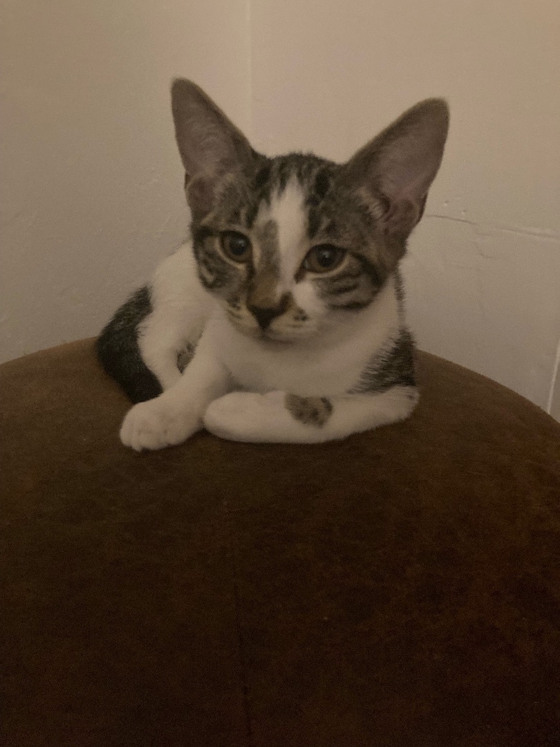 Charlotte , a Adoptable American Shorthair in Palm City, FL image 1/4