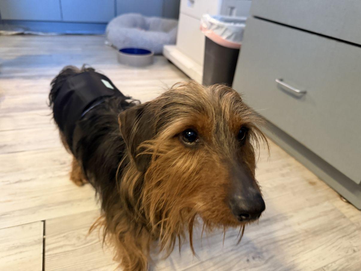 Link (2), an adopted mixed breed in El Paso, TX image 3/6