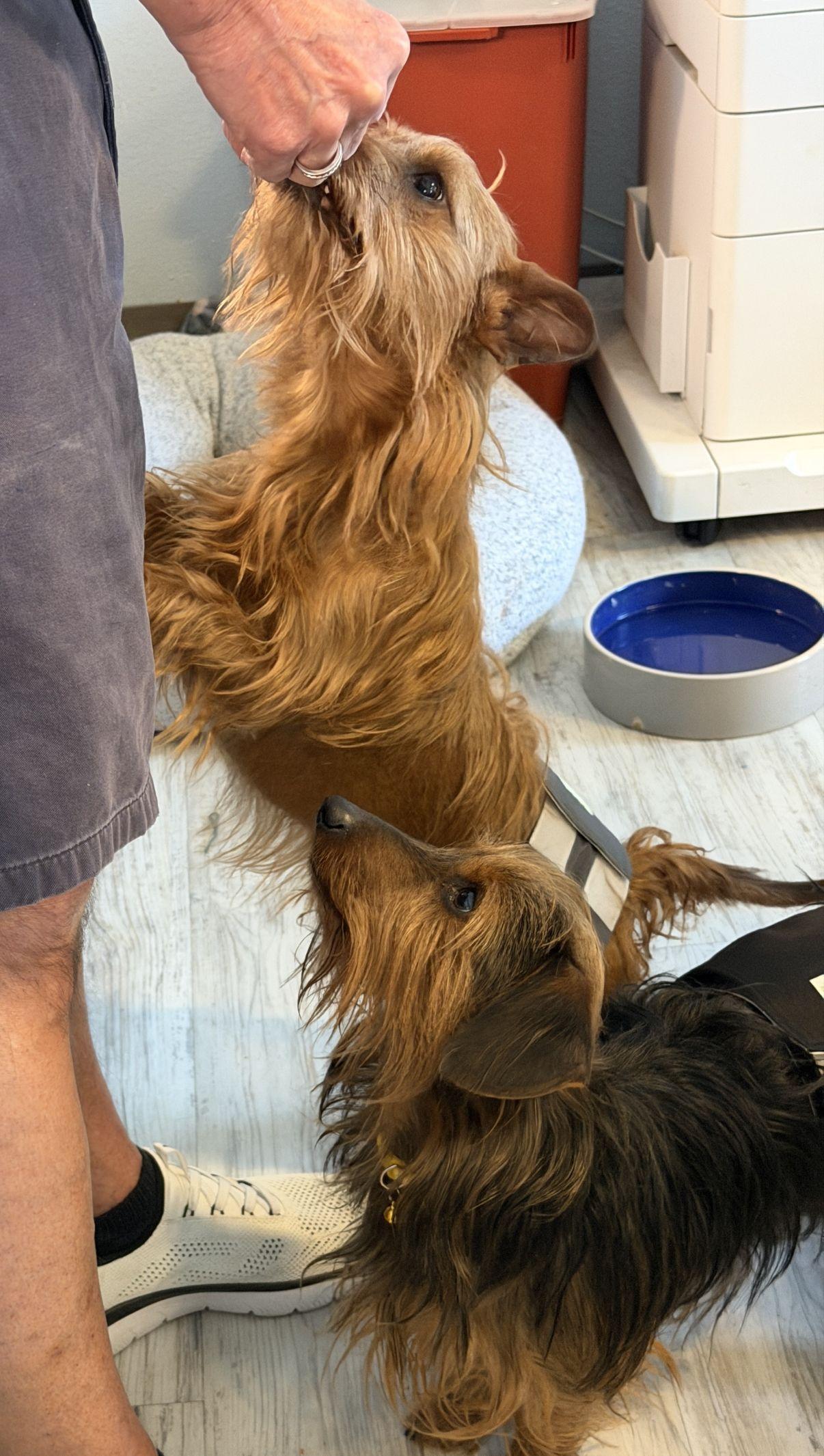 Link (2), an adopted mixed breed in El Paso, TX image 5/6