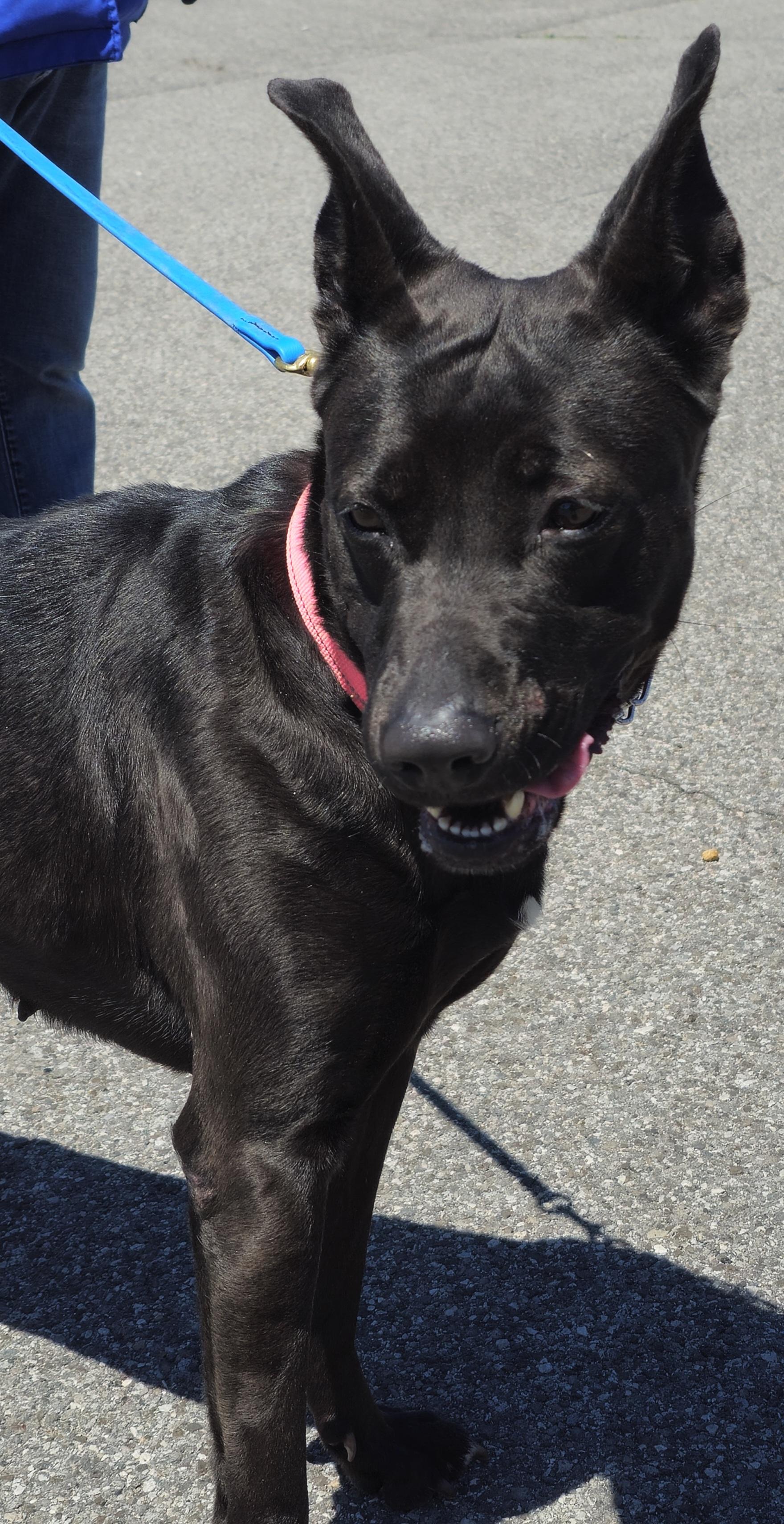 Juliet, Adoptable, Young Female German Shepherd Dog.