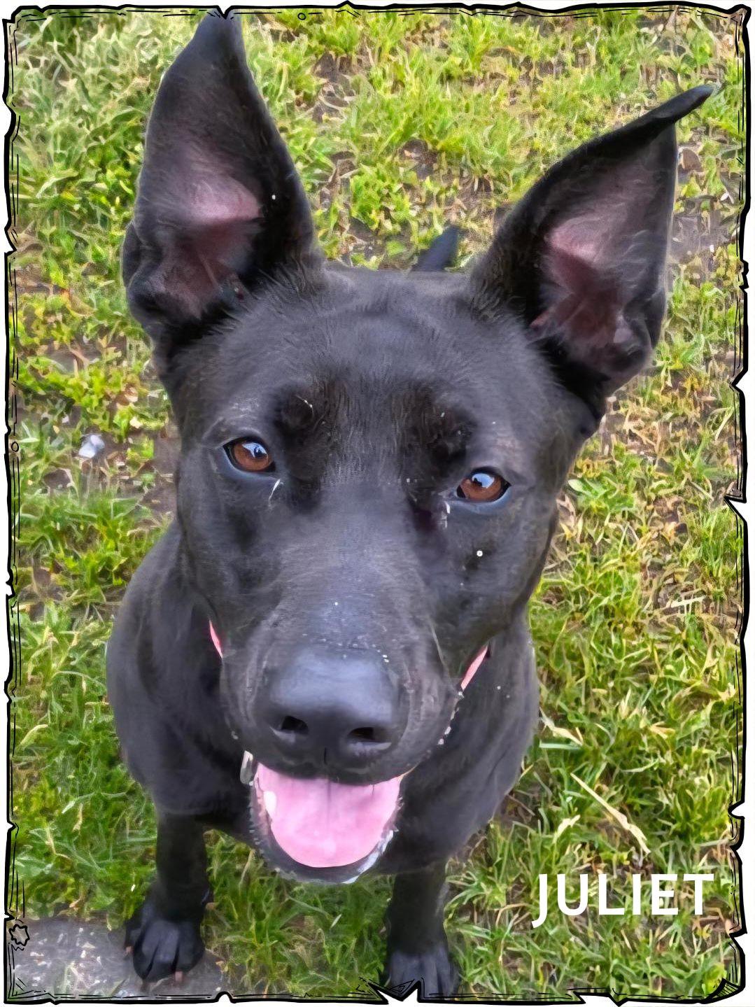 Juliet, a Adoptable mixed breed in Whiting, IN image 2/4