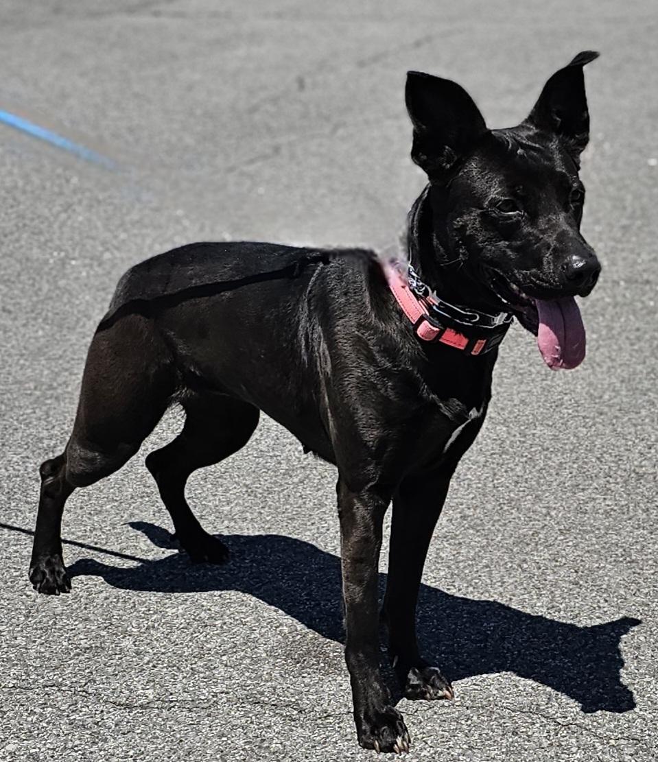 Juliet, a Adoptable mixed breed in Whiting, IN image 3/4