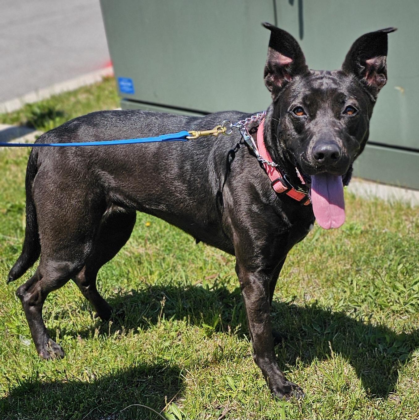 Juliet, a Adoptable mixed breed in Whiting, IN image 4/4