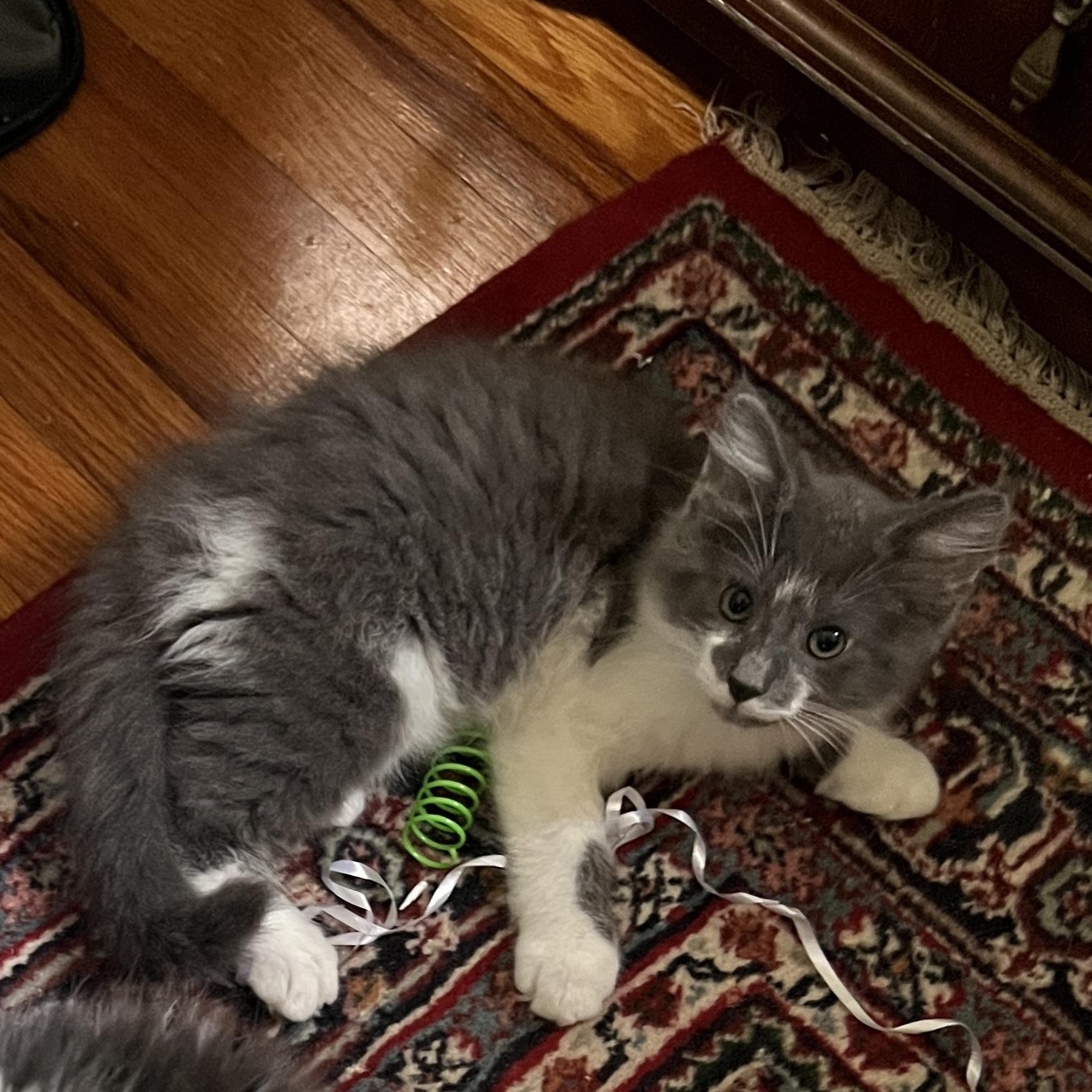 Sterling, an adopted Domestic Long Hair in New Bern, NC image 2/4