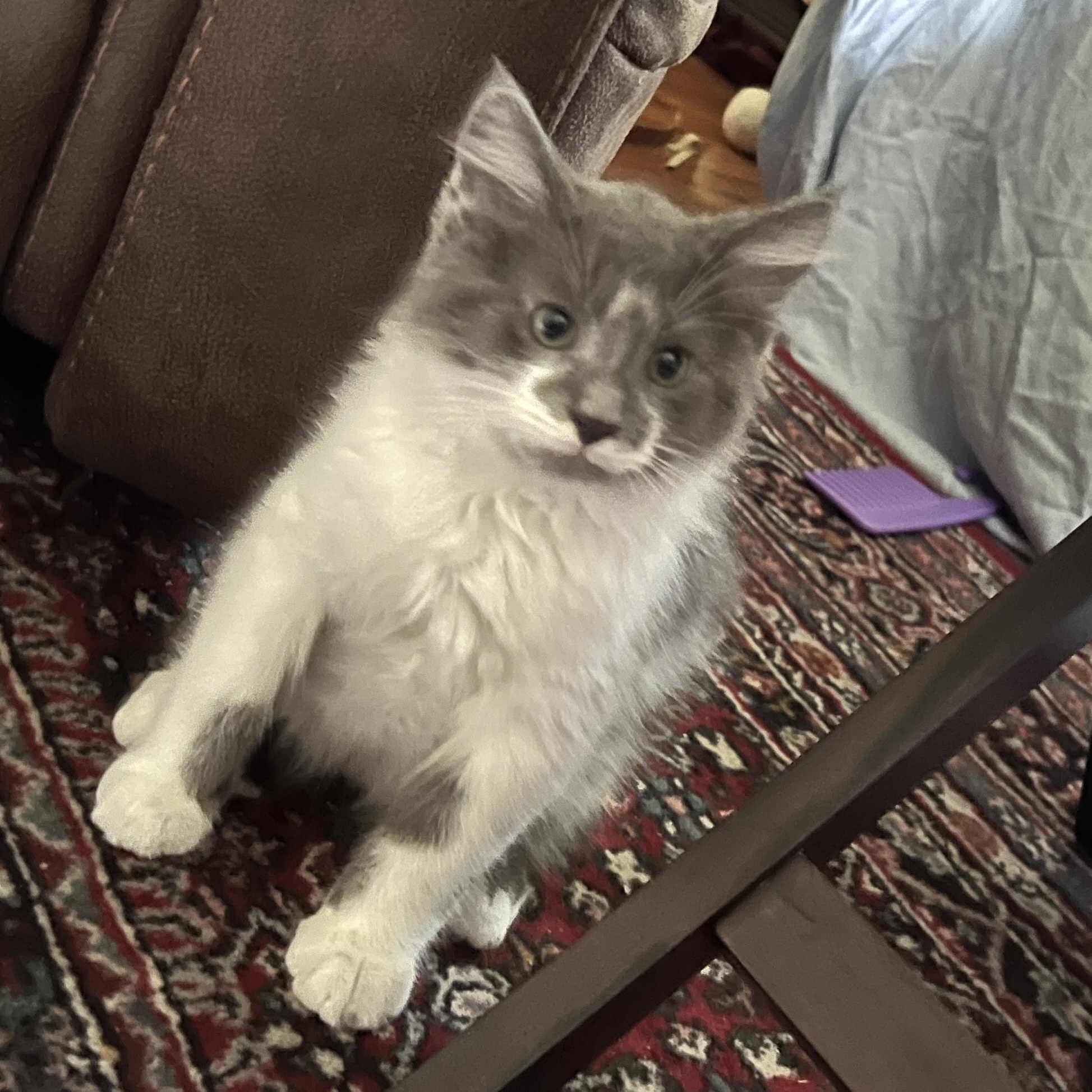 Sterling, an adopted Domestic Long Hair in New Bern, NC image 3/4