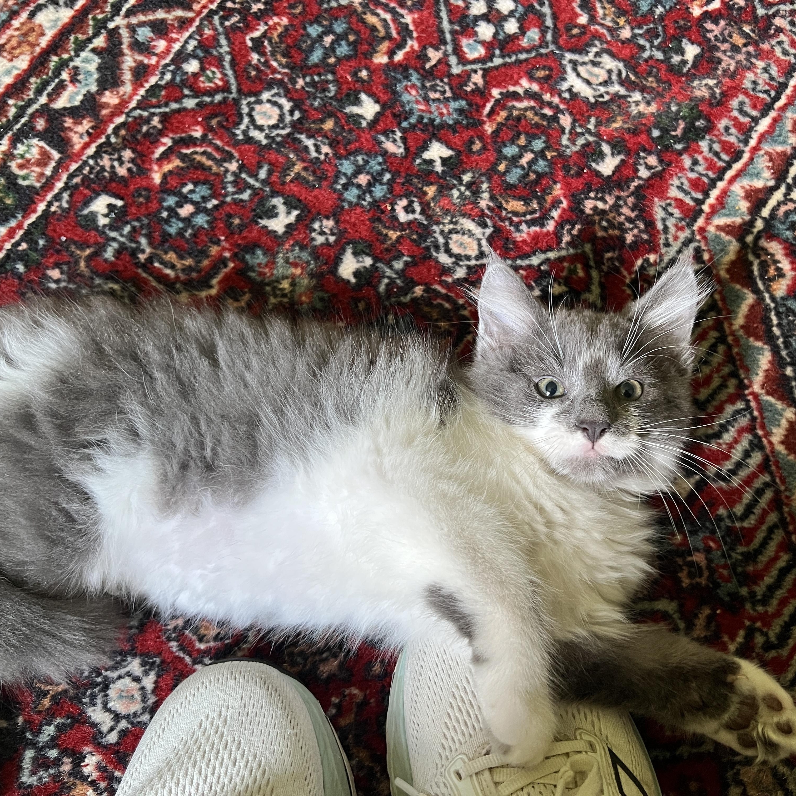 Sterling, an adopted Domestic Long Hair in New Bern, NC image 4/4