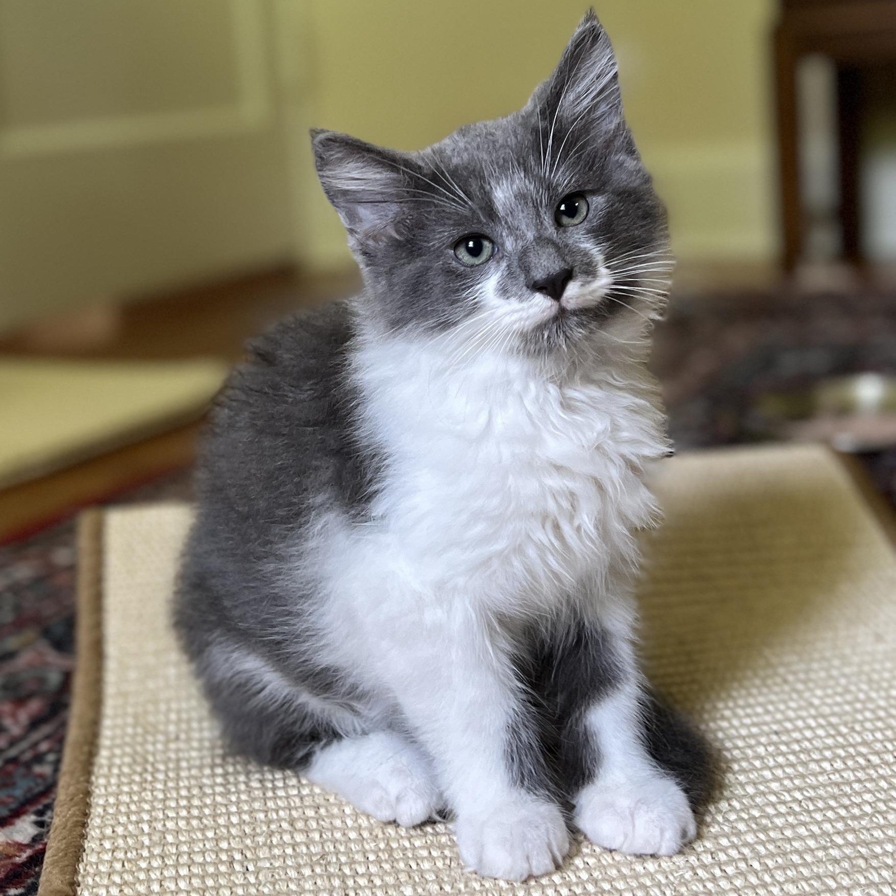 Sterling, adopted, Kitten Male Domestic Long Hair.