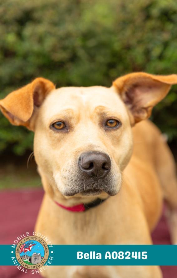Enlarge BELLA, a Adoptable mixed breed in Mobile, AL image 1/1