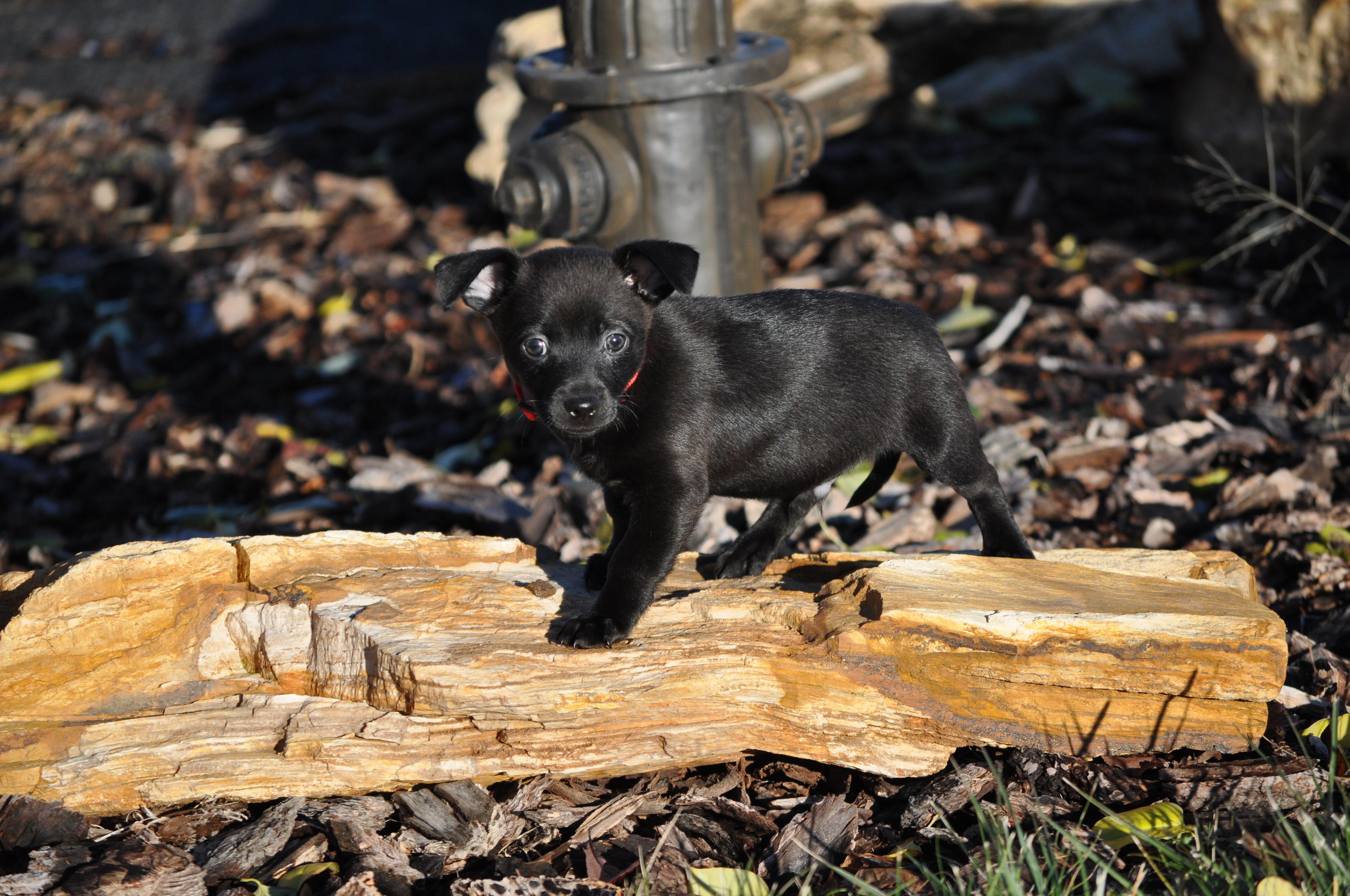 Enlarge Turner, a Adoptable mixed breed in Union Gap, WA image 1/4