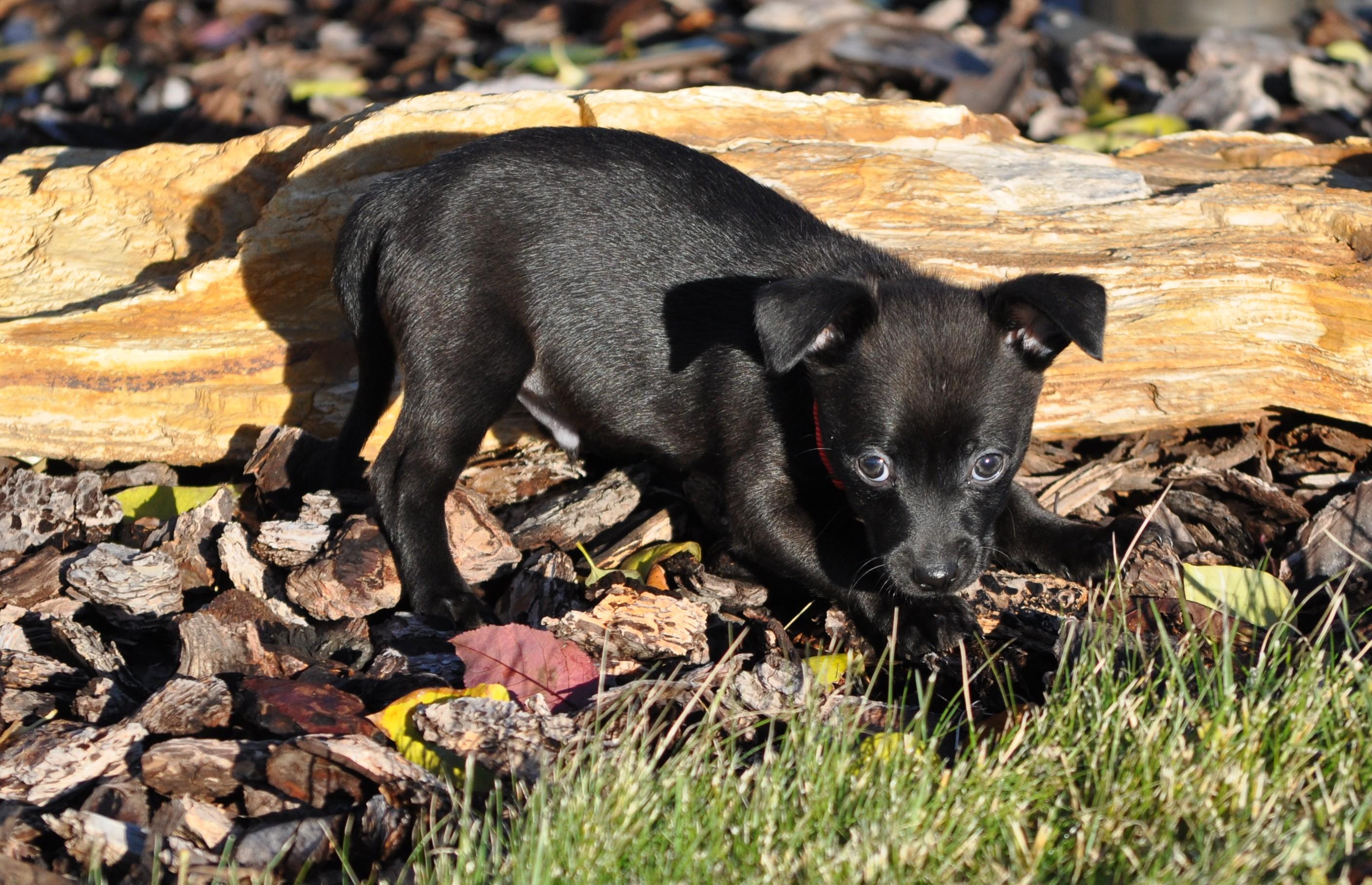 Enlarge Turner, a Adoptable mixed breed in Union Gap, WA image 2/4