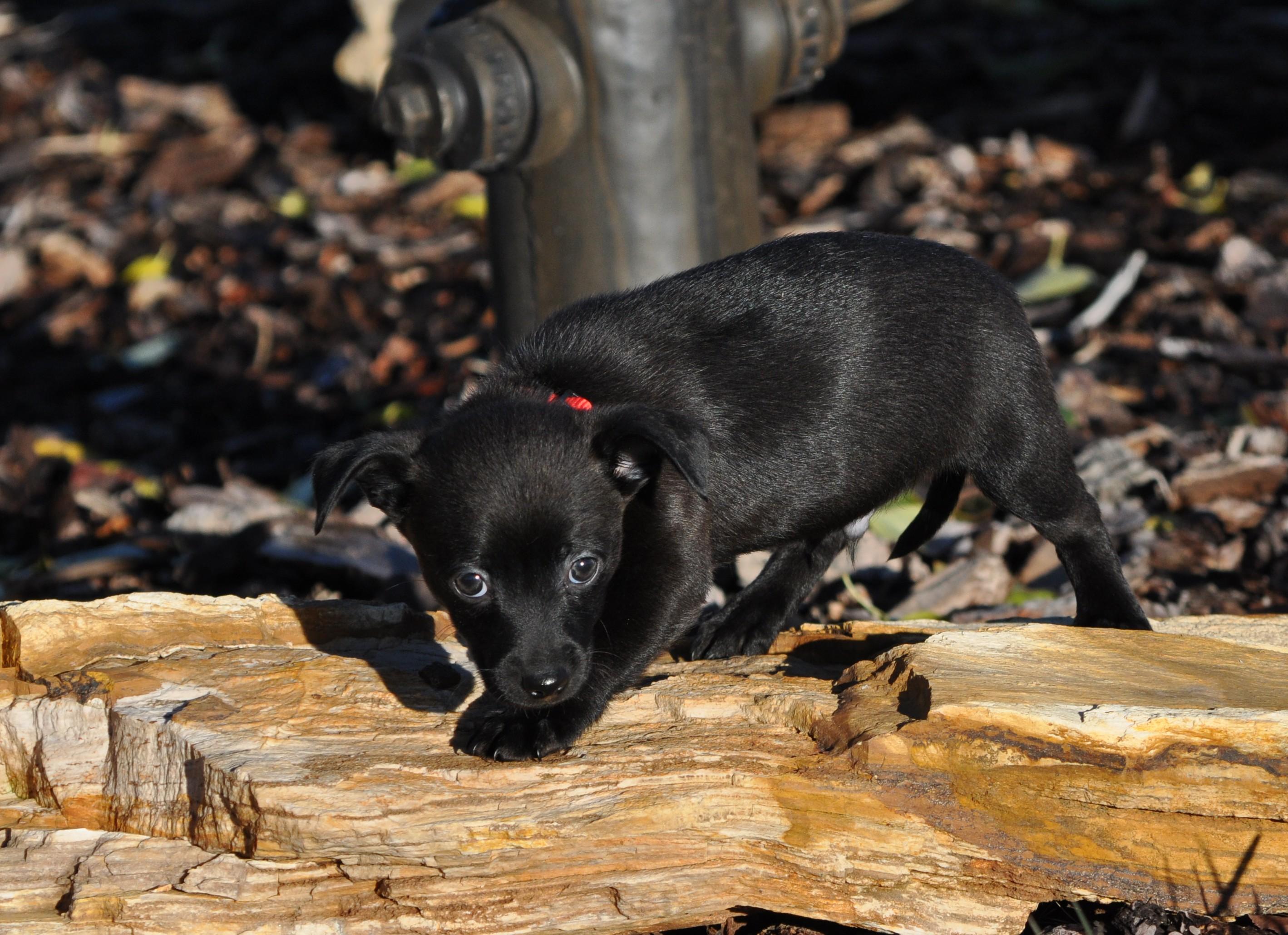 Enlarge Turner, a Adoptable mixed breed in Union Gap, WA image 4/4
