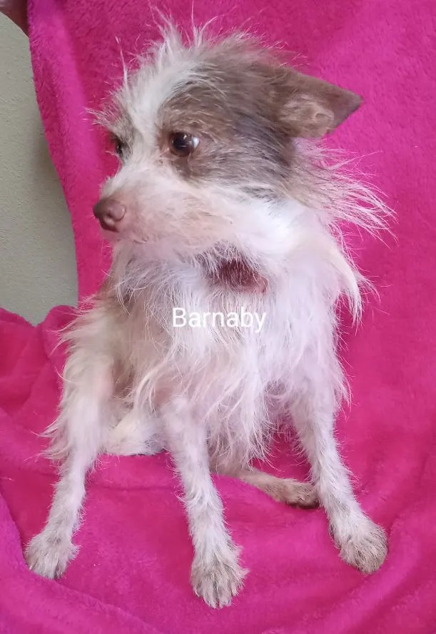 Barnaby, an adopted Chihuahua & Terrier Mix in Albuquerque, NM_image-1