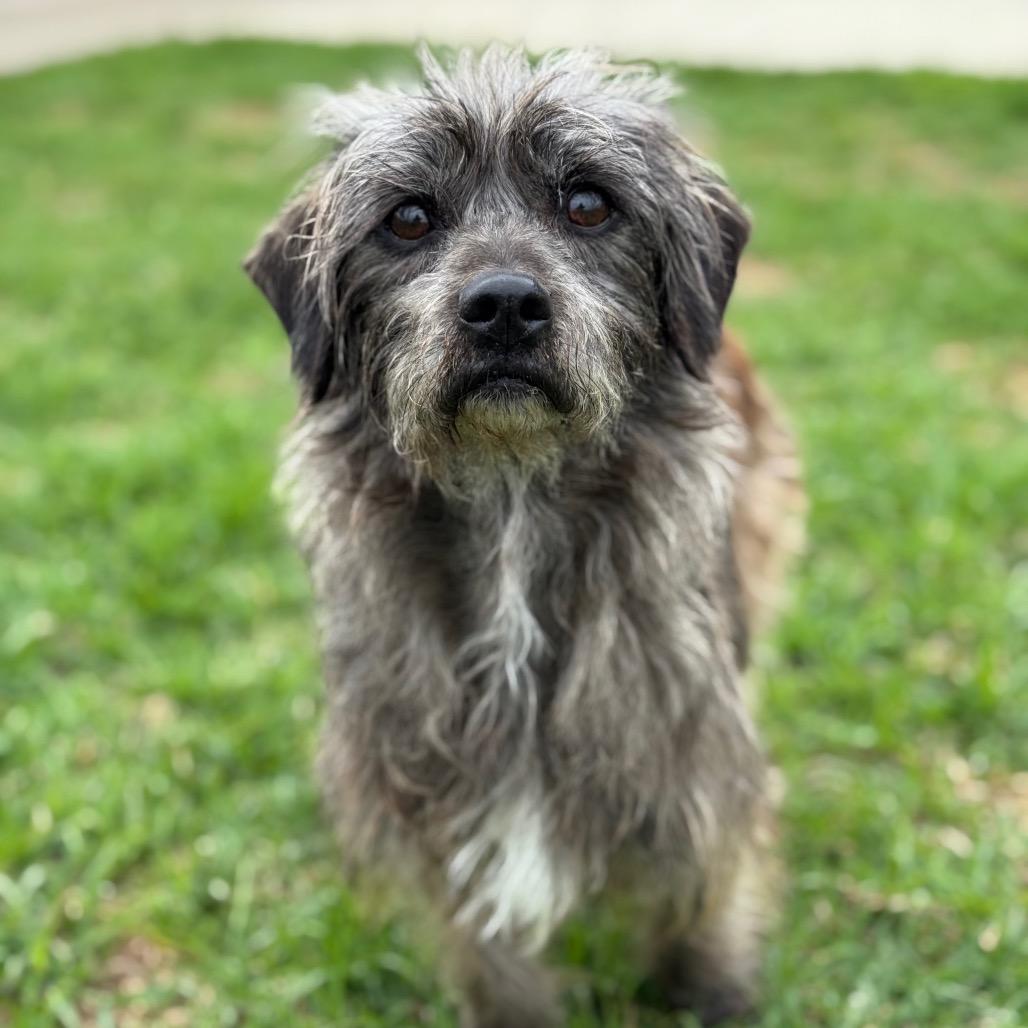 Enlarge Odo, a Adoptable mixed breed in Santa Barbara, CA image 1/3