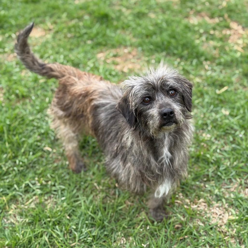 Enlarge Odo, a Adoptable mixed breed in Santa Barbara, CA image 2/3