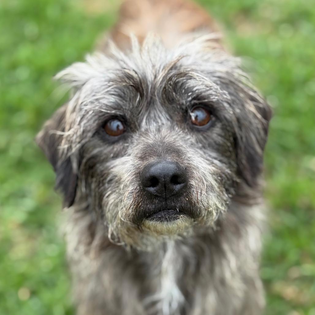 Enlarge Odo, a Adoptable mixed breed in Santa Barbara, CA image 3/3