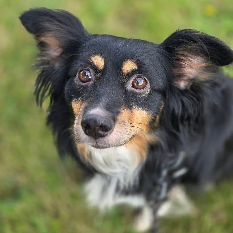 Tangerine - Foster Home Needed