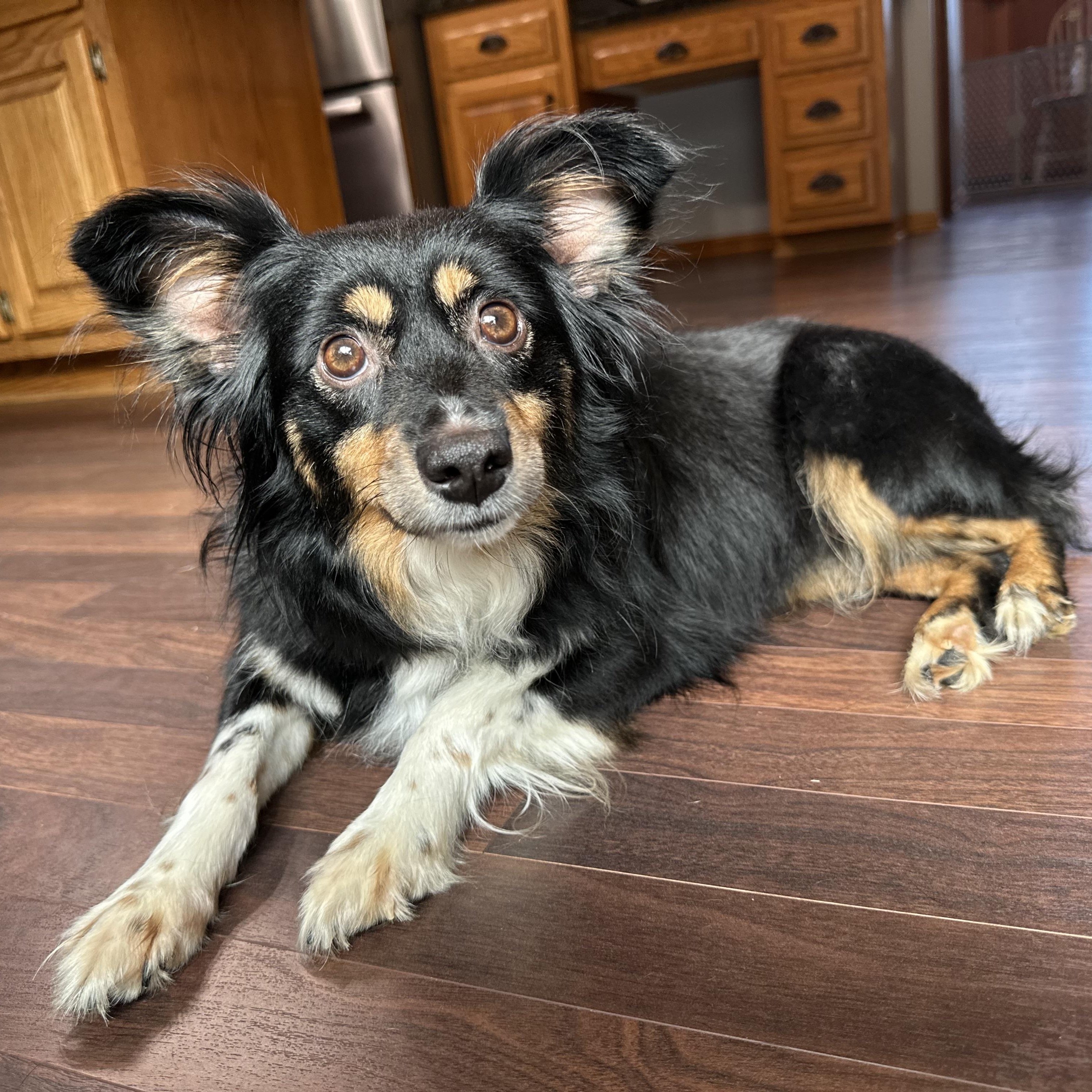 Tangerine - Foster Home Needed