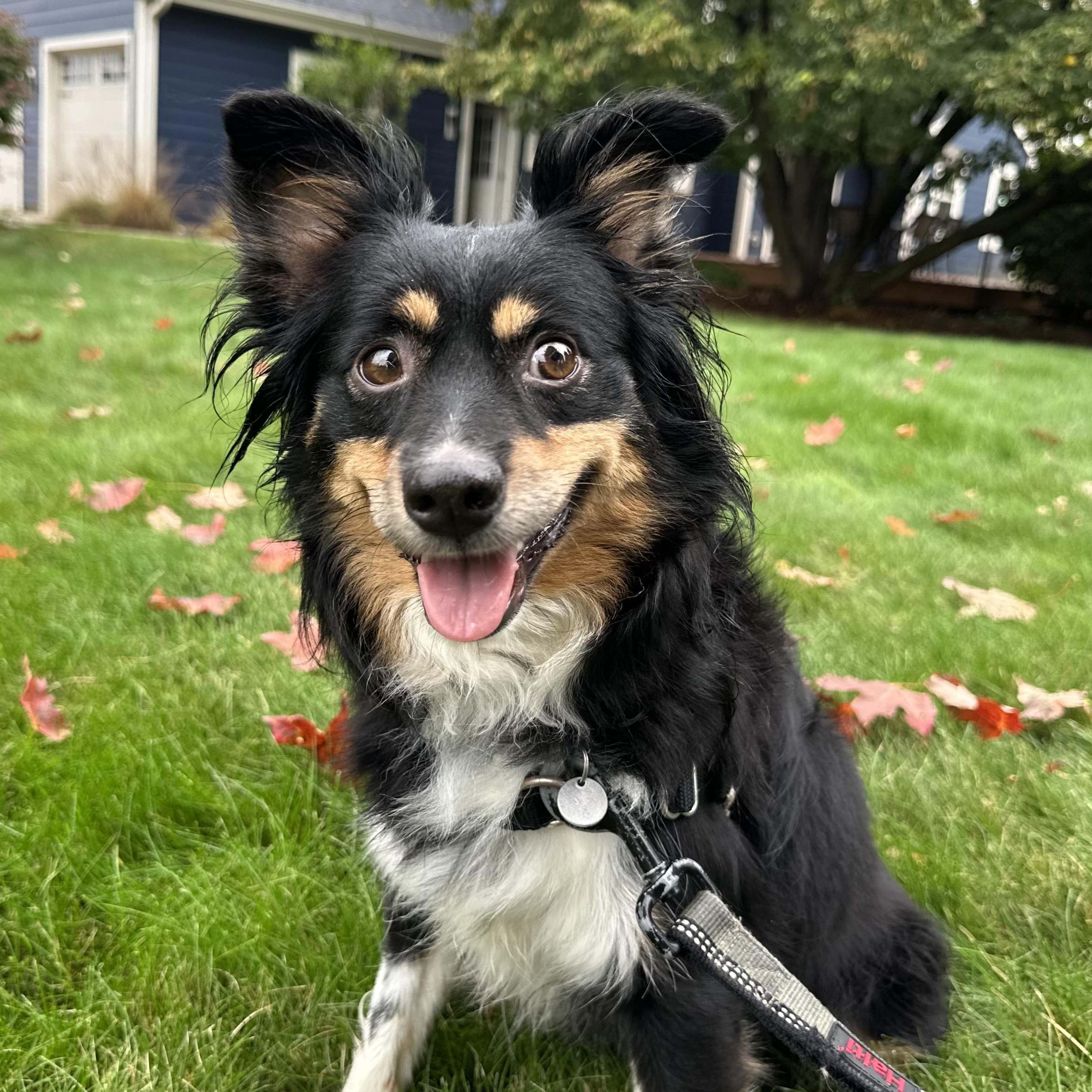 Tangerine - Foster Home Needed