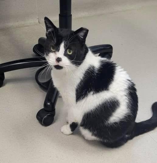 Enlarge Andy, a Adoptable Domestic Short Hair in Independence, OH image 1/4