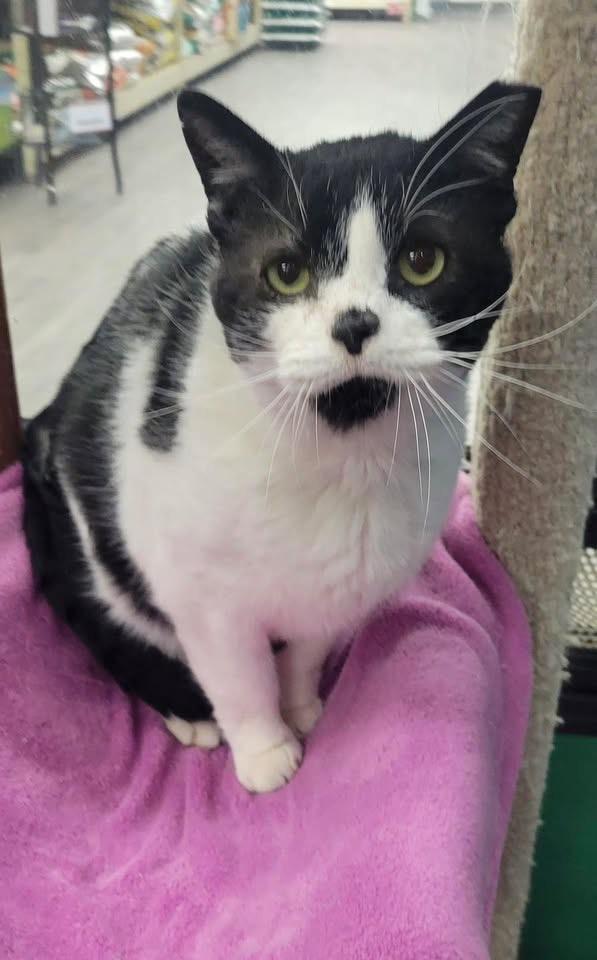 Enlarge Andy, a Adoptable Domestic Short Hair in Independence, OH image 2/4