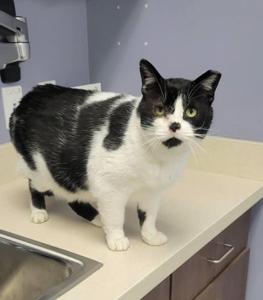 Enlarge Andy, a Adoptable Domestic Short Hair in Independence, OH image 3/4