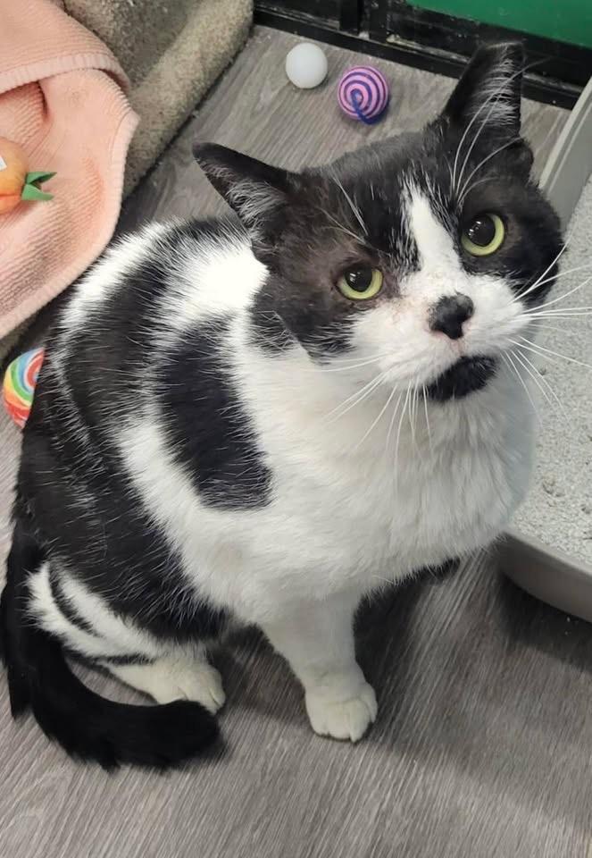 Enlarge Andy, a Adoptable Domestic Short Hair in Independence, OH image 4/4