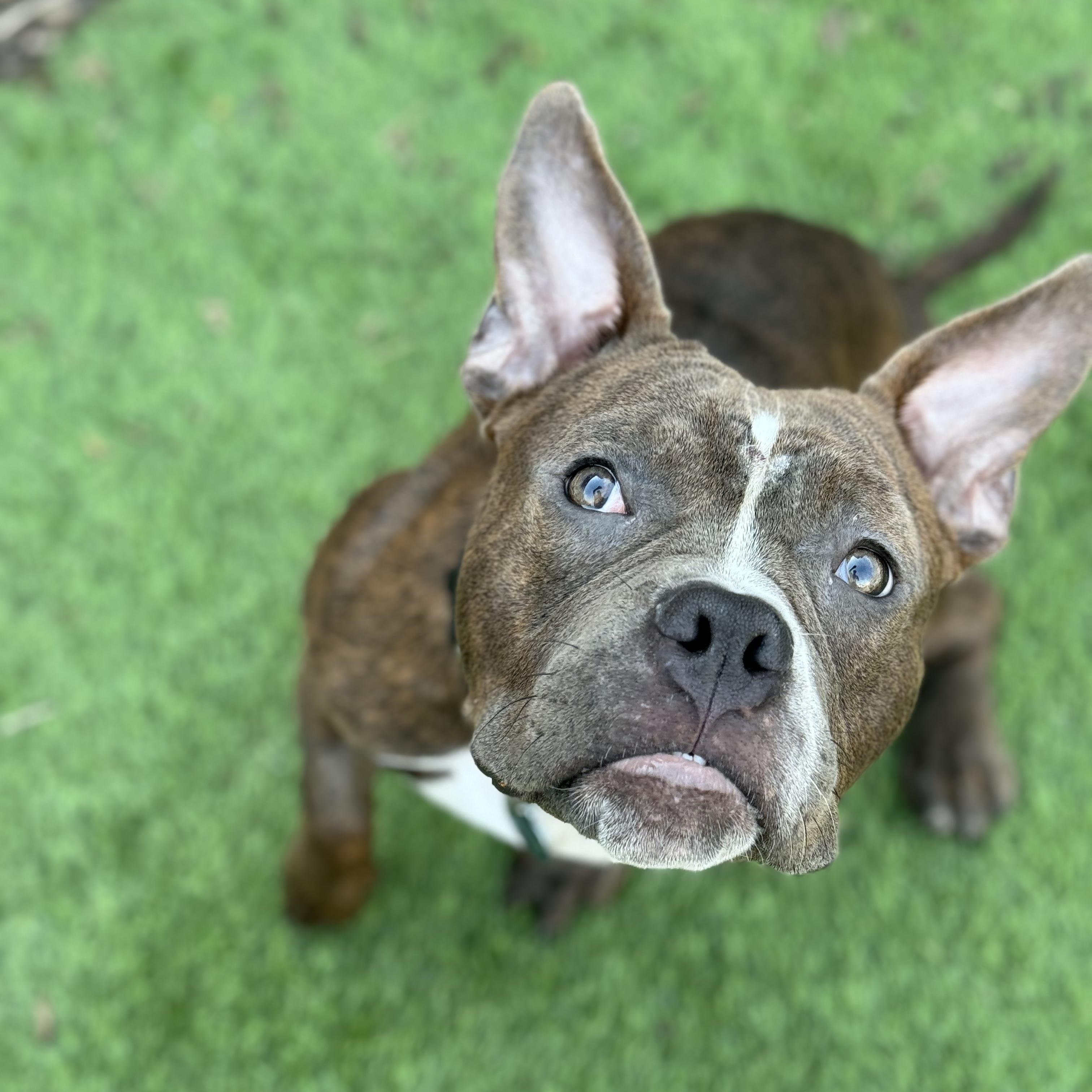 Enlarge Webby, a Adopted Mixed Breed in Fairfield, CT image 2/6