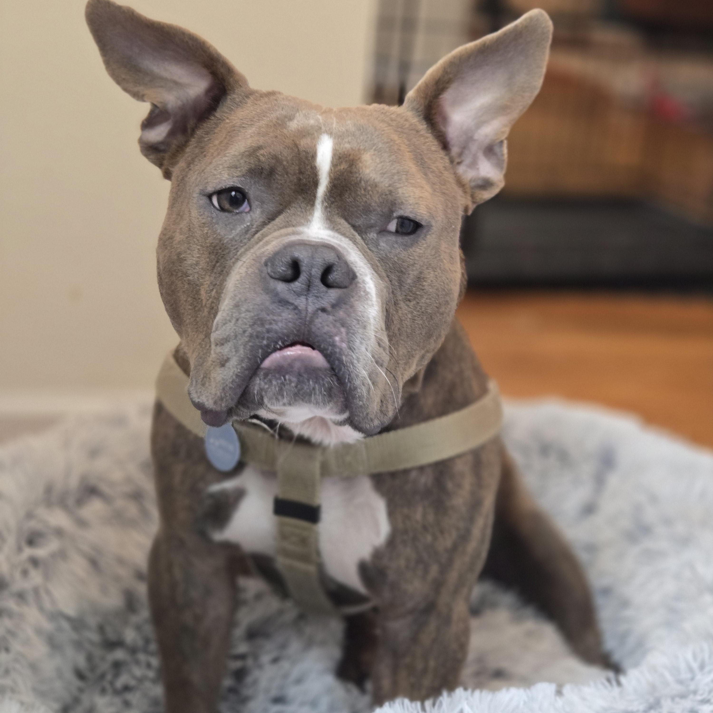 Enlarge Webby, a Adopted Mixed Breed in Fairfield, CT image 1/6