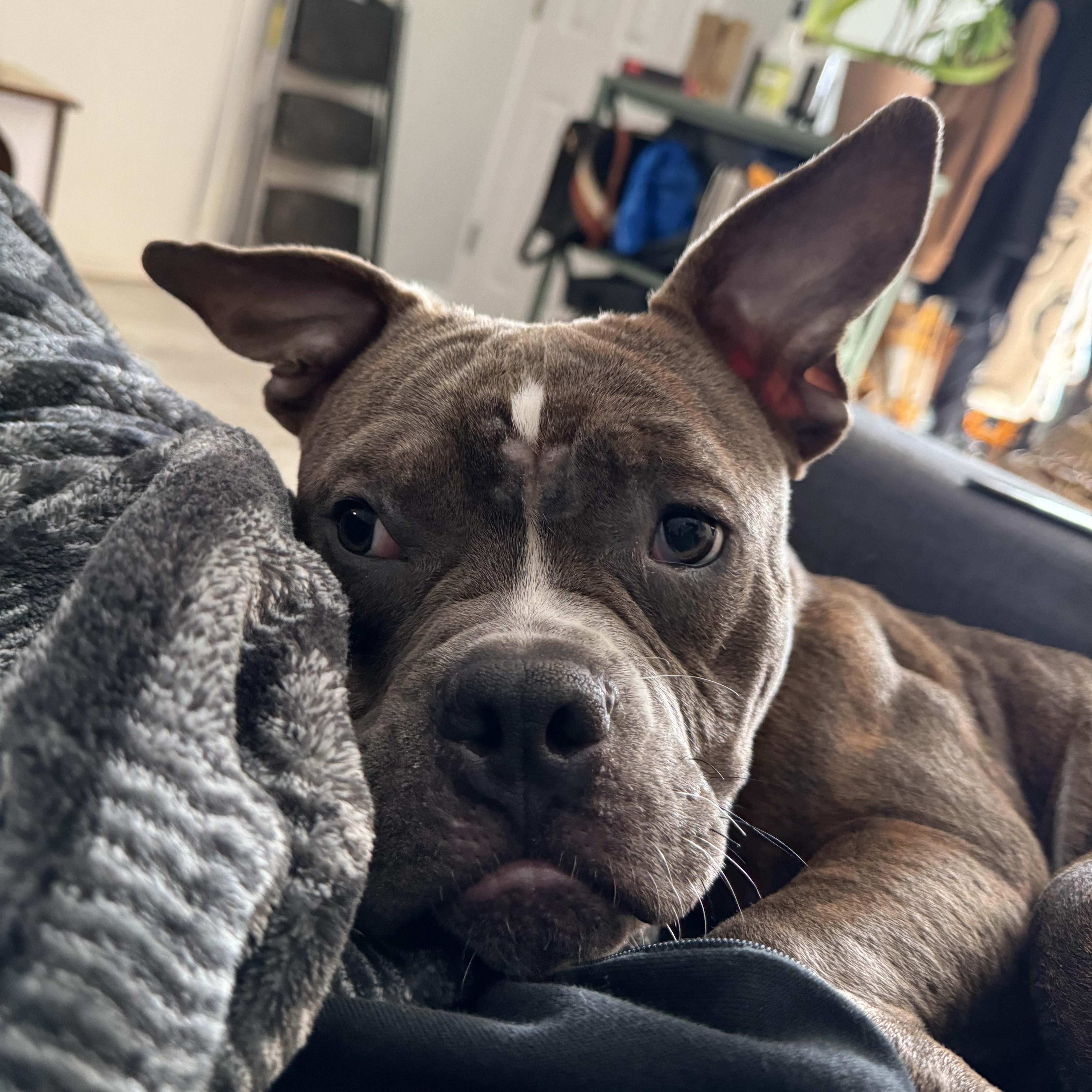 Enlarge Webby, a Adopted Mixed Breed in Fairfield, CT image 3/6