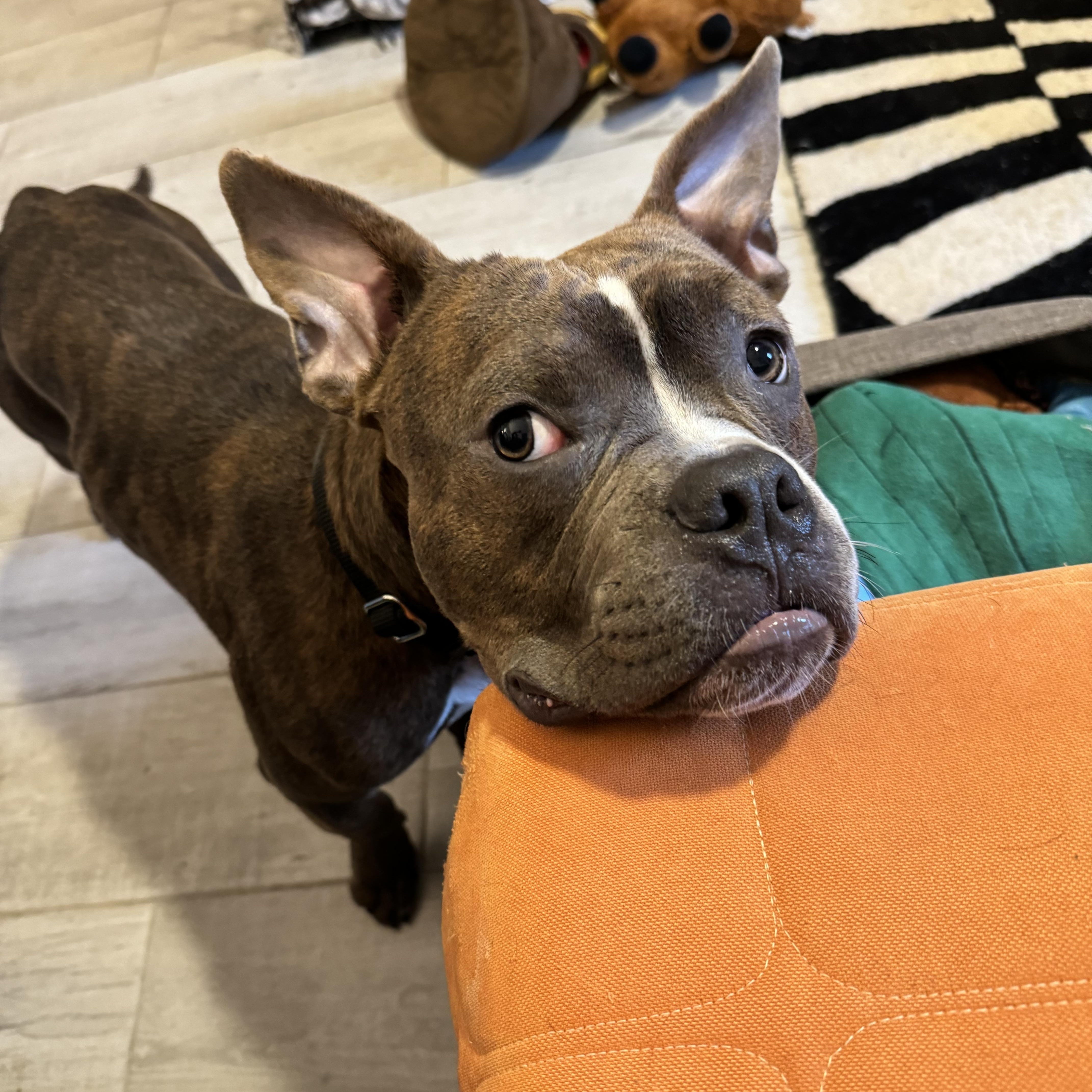 Enlarge Webby, a Adopted Mixed Breed in Fairfield, CT image 4/6