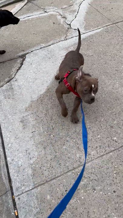 Enlarge Webby, a Adopted Mixed Breed in Fairfield, CT video 6/6