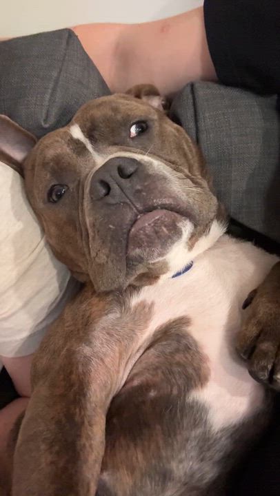 Enlarge Webby, a Adopted Mixed Breed in Fairfield, CT video 5/6