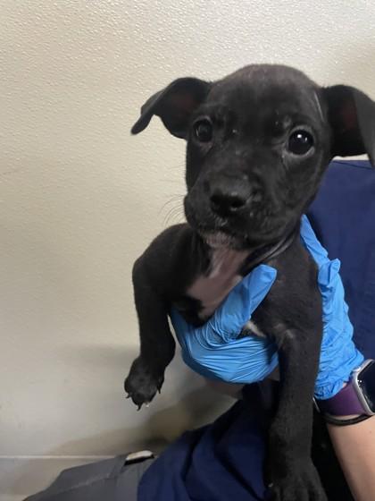 Phoenix, Adoptable, Puppy Female Pit Bull Terrier & Mixed Breed.