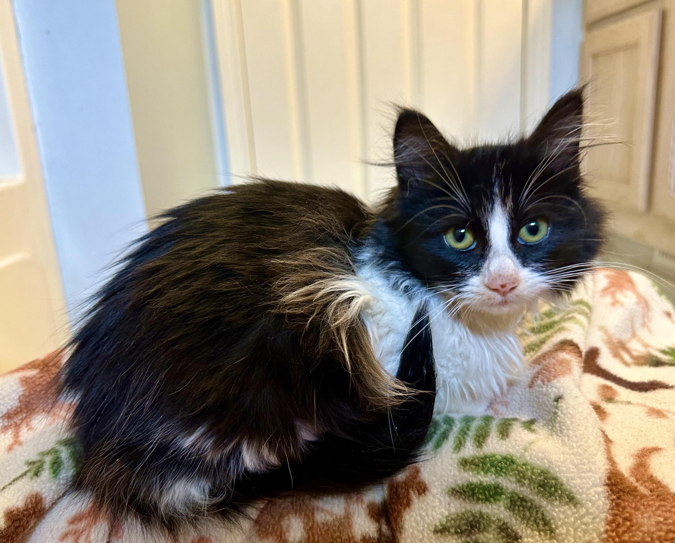 Enlarge E. B. - Loves to snuggle, an adopted mixed breed in Everett, WA image 2/4