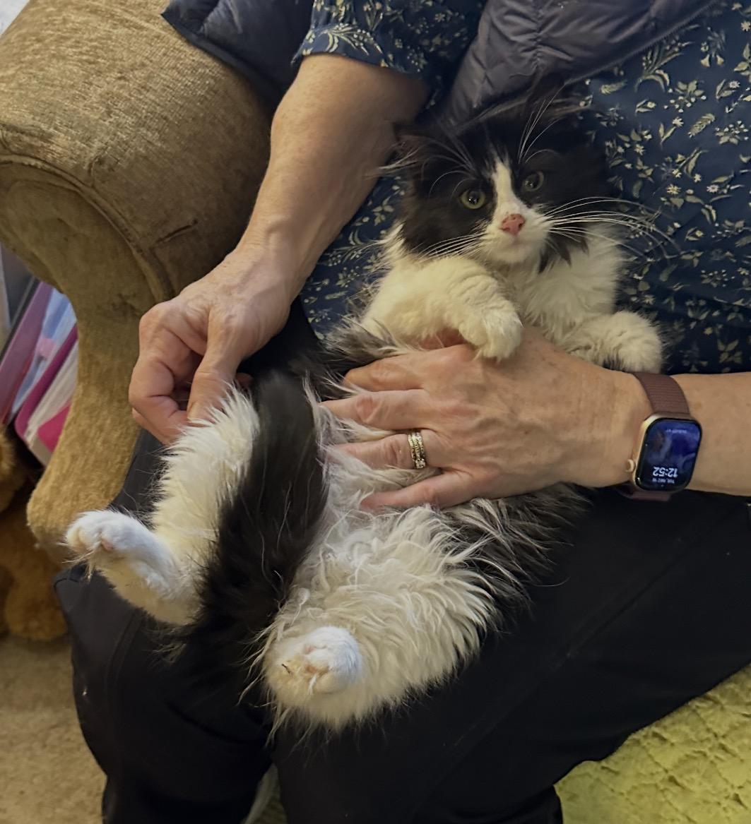 Enlarge E. B. - Loves to snuggle, an adopted mixed breed in Everett, WA image 1/4