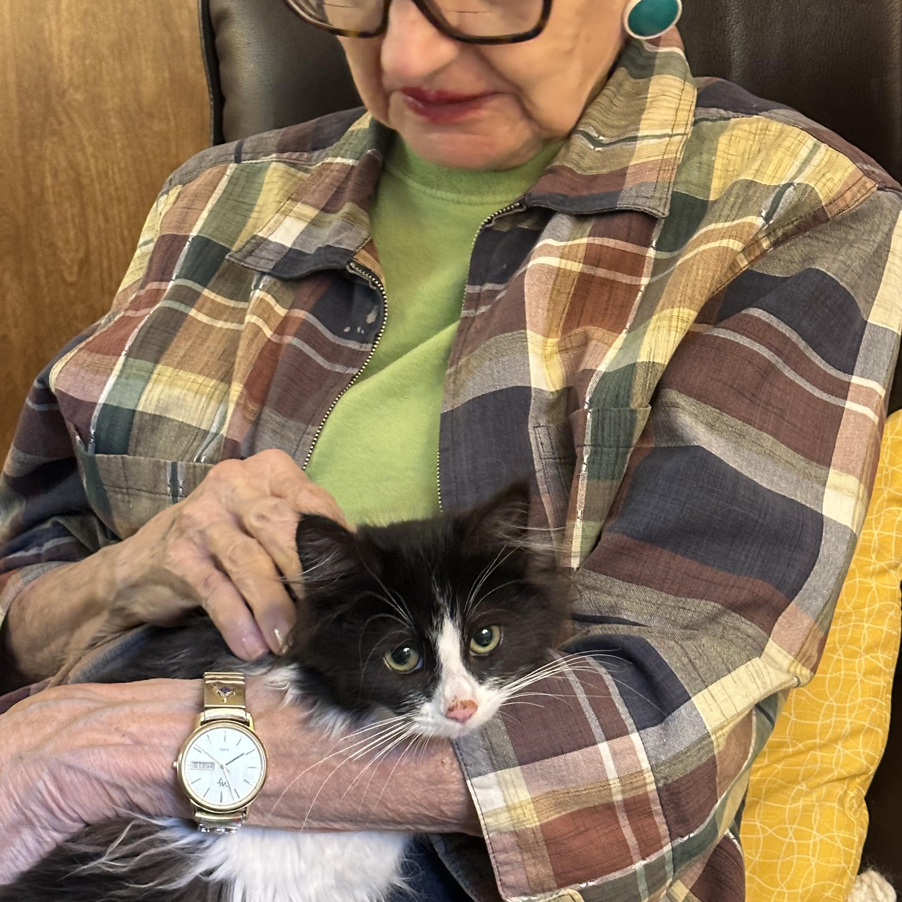 Enlarge E. B. - Loves to snuggle, an adopted mixed breed in Everett, WA image 3/4