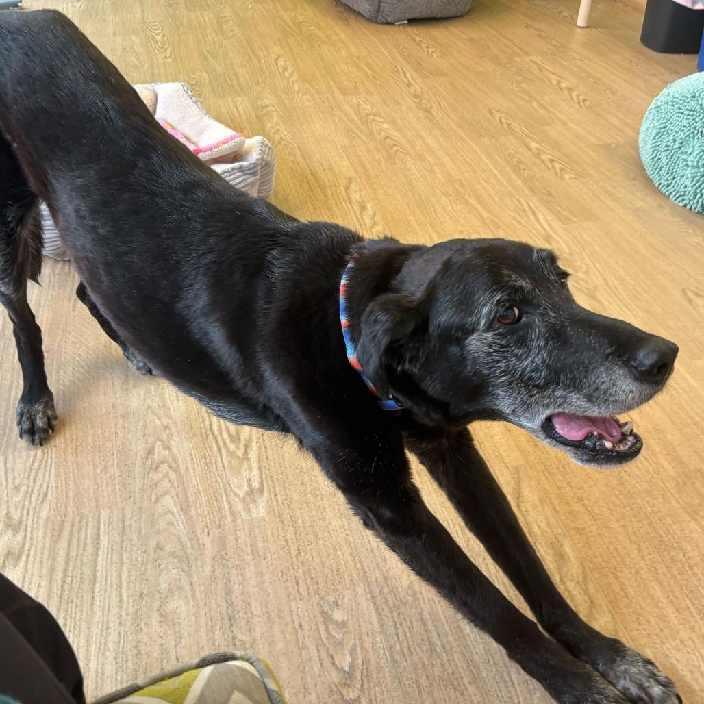 Enlarge Wyatt 14048, a Adoptable Black Labrador Retriever in San Francisco, CA image 1/6