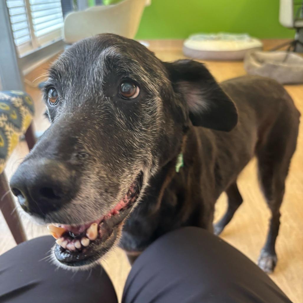 Enlarge Wyatt 14048, a Adoptable Black Labrador Retriever in San Francisco, CA image 2/6