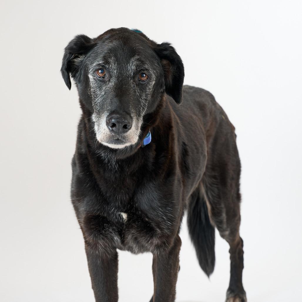 Enlarge Wyatt 14048, a Adoptable Black Labrador Retriever in San Francisco, CA image 3/6