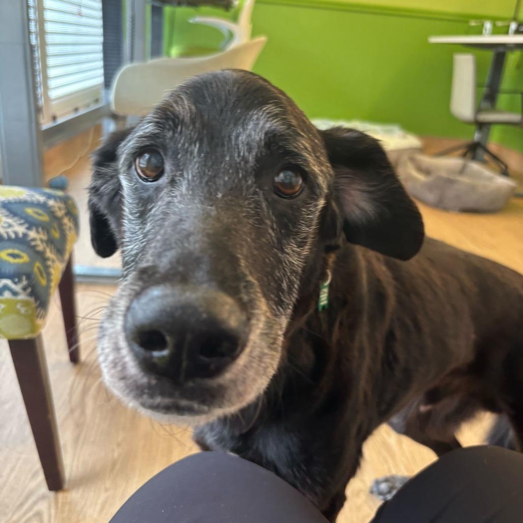 Enlarge Wyatt 14048, a Adoptable Black Labrador Retriever in San Francisco, CA image 4/6