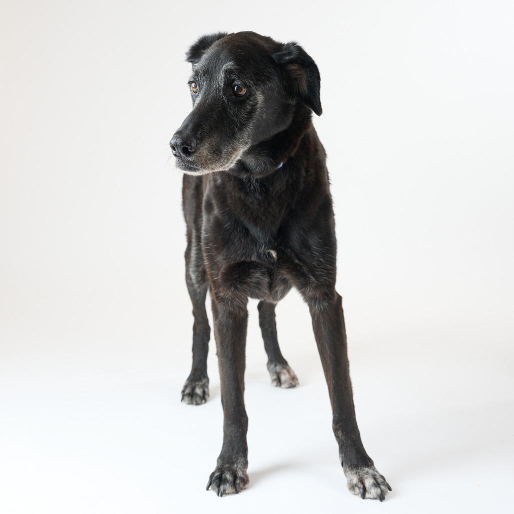 Enlarge Wyatt 14048, a Adoptable Black Labrador Retriever in San Francisco, CA image 5/6