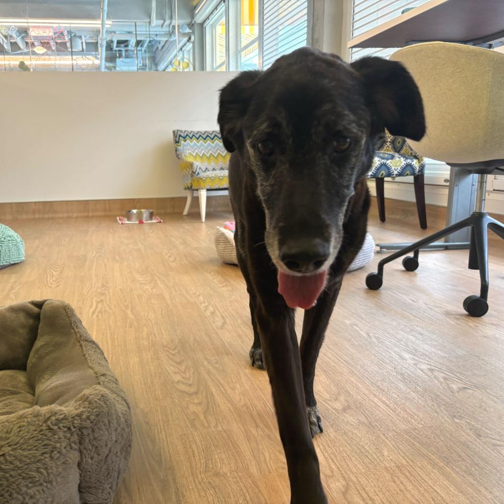 Enlarge Wyatt 14048, a Adoptable Black Labrador Retriever in San Francisco, CA image 6/6