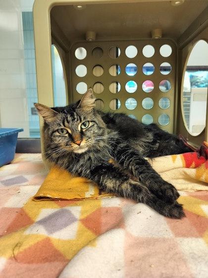 Victoria, Adoptable, Adult Female Domestic Long Hair & Domestic Short Hair.