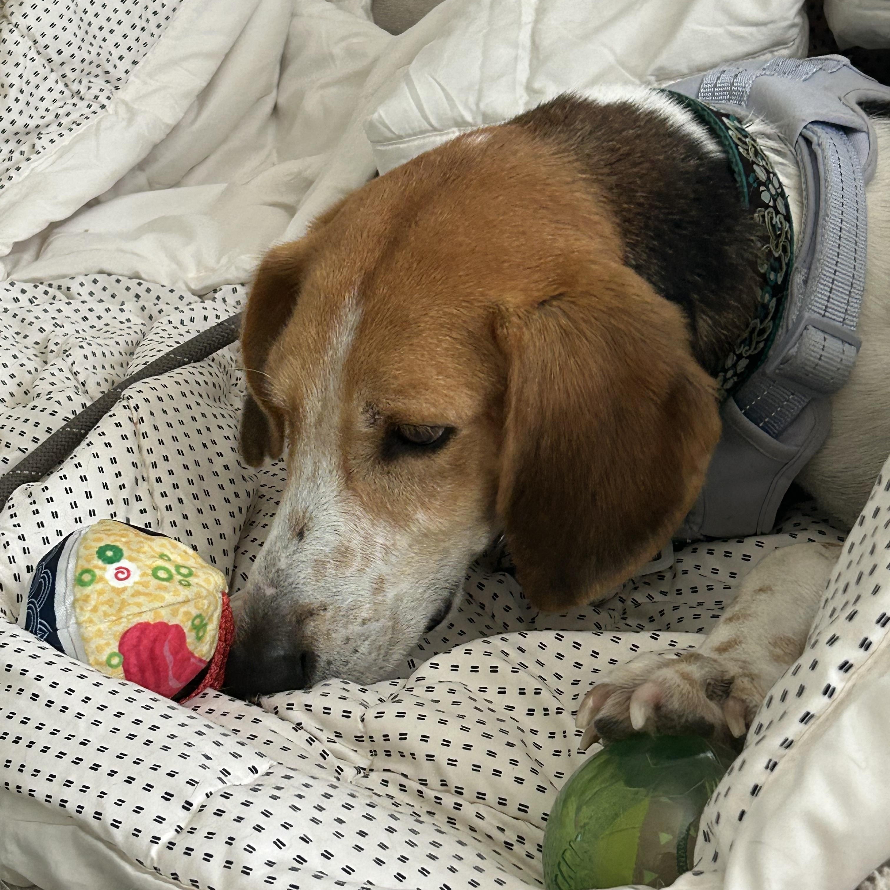 Enlarge All Olive Needs Is Someone to Choose Her, a Adoptable mixed breed in West Hartford, CT image 1/6