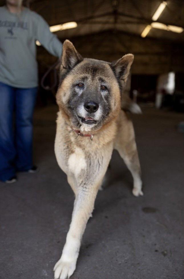 Boris, Adoptable, Senior Male Akita.