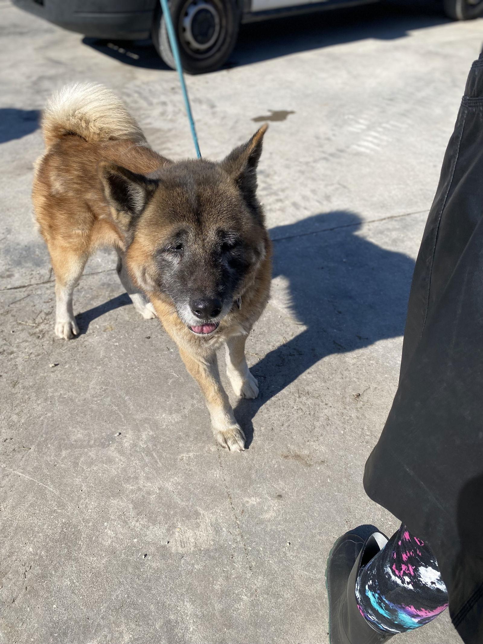 Enlarge Boris, a Adoptable Akita in Klondike, TX image 2/2